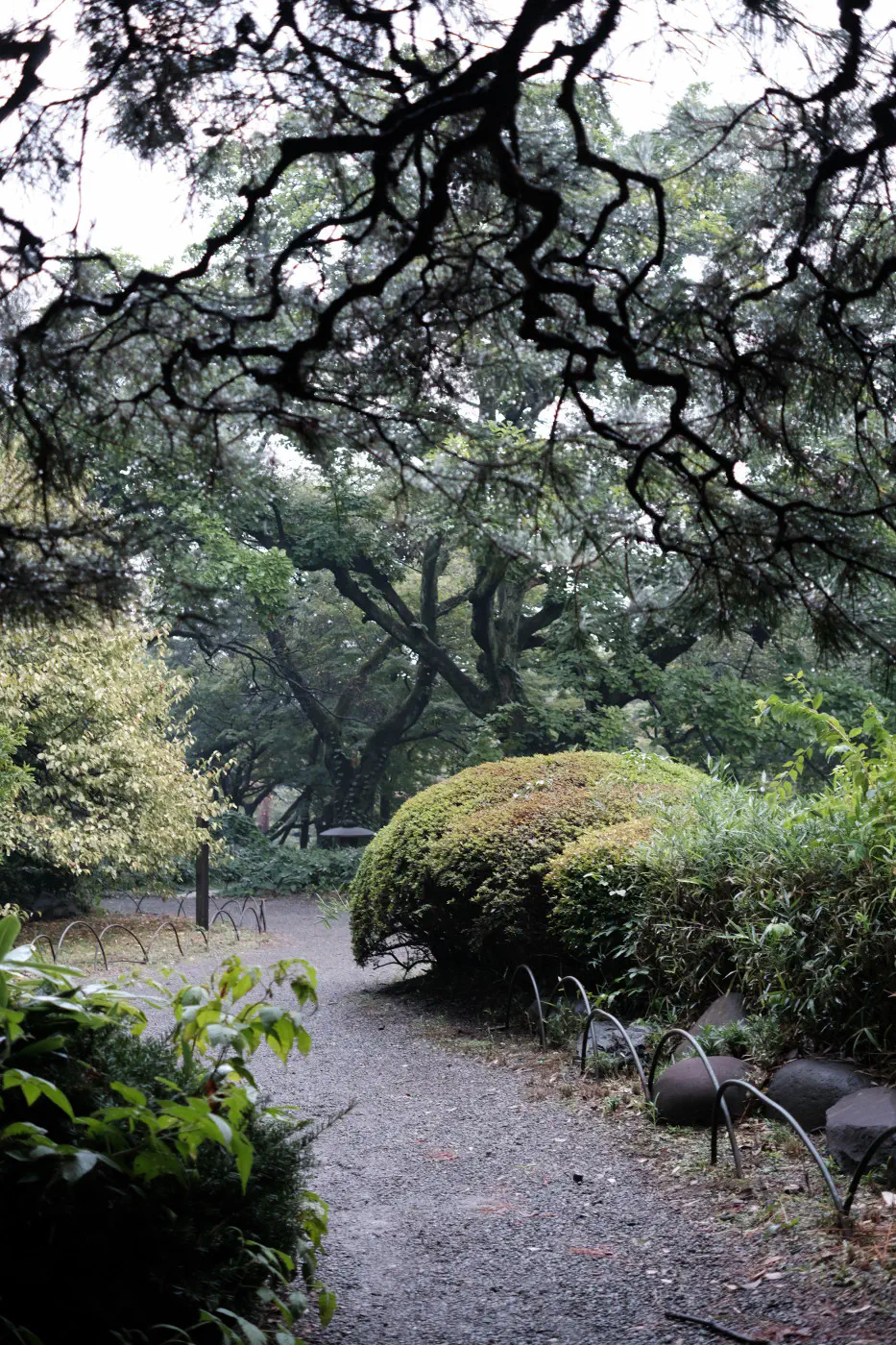 After the rain at Shinjuku Gyoen National Garden